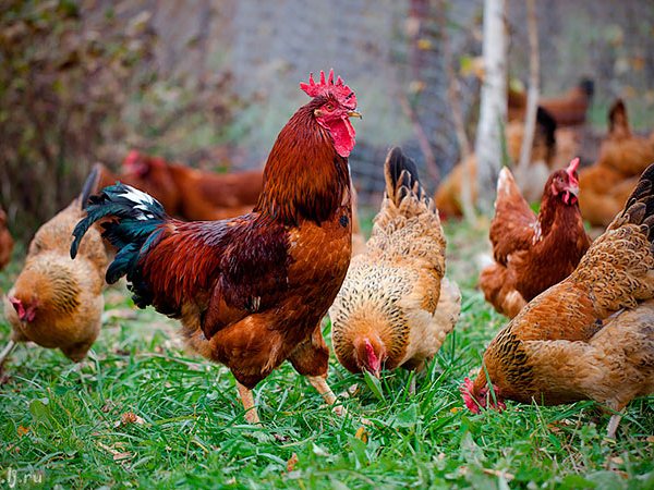 Породы куриц | ЗооТом - продажа, вязка и услуги для животных в Александрове