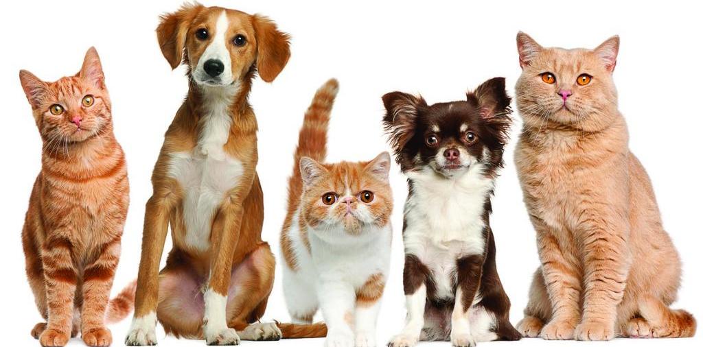 Доска объявлений о животных | ЗооТом - продажа, вязка и услуги для животных в Александрове