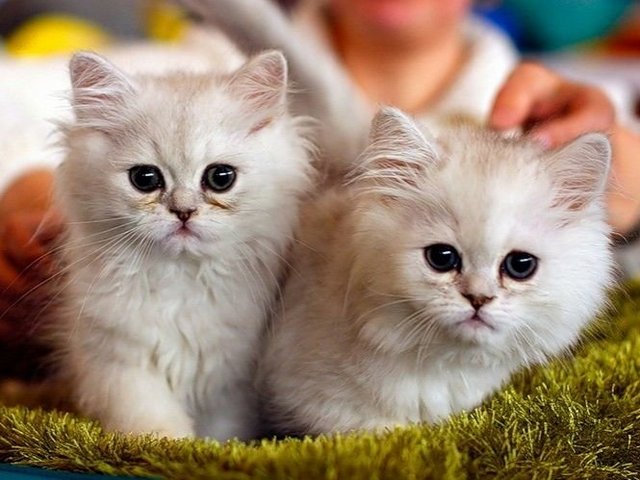 Породы кошек в Александрове | ЗооТом портал о животных