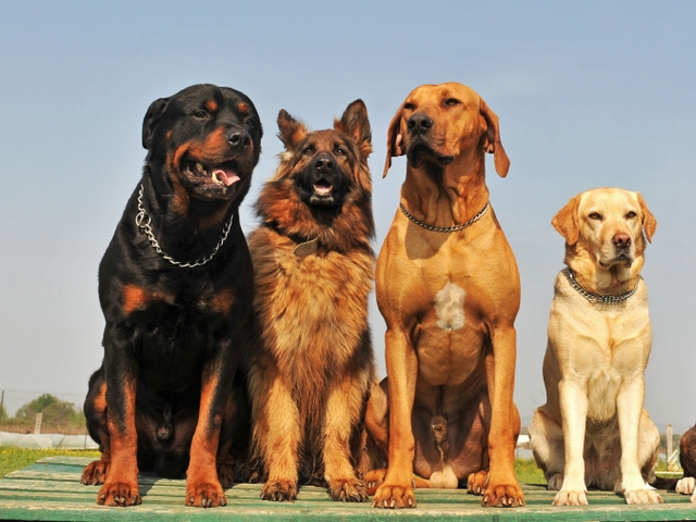 Крупные породы собак в Александрове | ЗооТом портал о животных